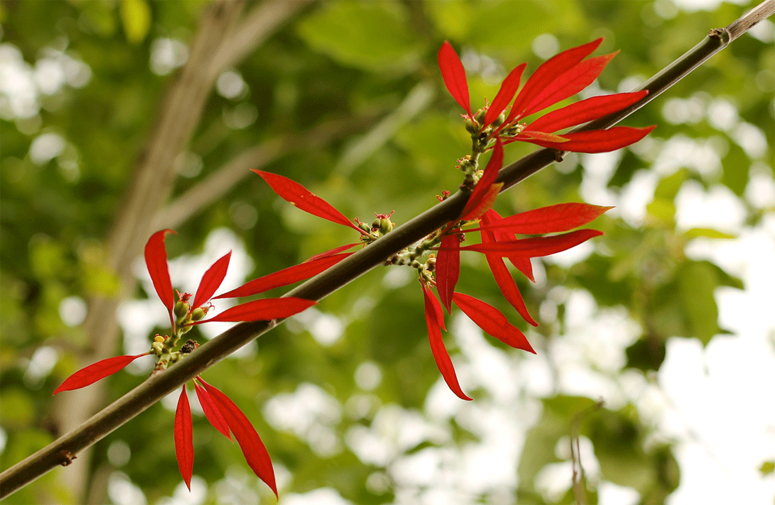 Forest foliage