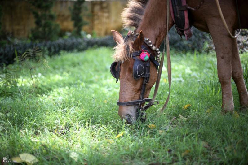 Barbu's horse Moe Kyaw