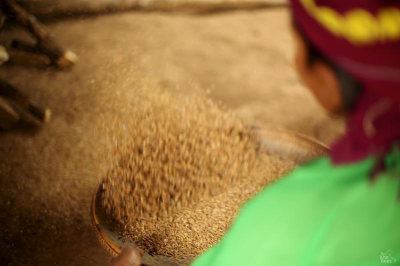 People in the village grow rice as a subsistence crop