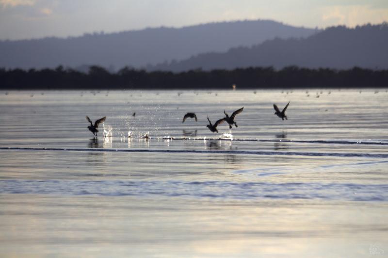 Indawgyi and the wetlands surrounding it are a haven for globally threatened waterbirds and boasts endemic fish and turtle species